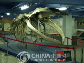 Exhibits of Beijing Museum of Natural History, Beijing Attractions, Beijing Travel Guide