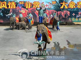 Elephant Show, Dalian Forest Zoo, Dalian Attractions, Dalian Travel Guide