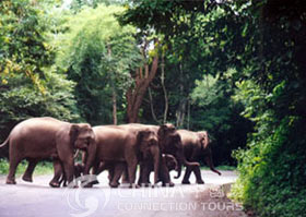 Wild Elephant Valley - Jinghong Travel Guide