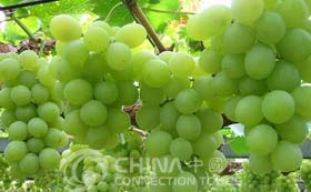 Grapes – Turpan Shopping